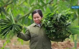 Hành trình mới của lá mai