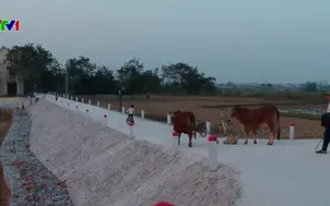 Nâng cấp đê điều chống ngập lụt ven sông