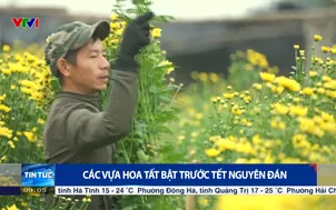 Các vựa hoa tất bật trước Tết Nguyên đán
