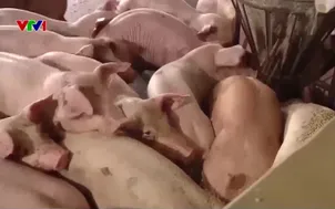 Có đủ thịt lợn đáp ứng nhu cầu dịp Tết