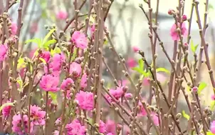 Hà Nội: Thị trường hoa Tết sôi động sớm