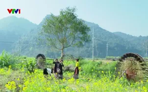 Sức hút từ vẻ đẹp bình yên của làng quê