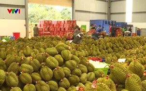 Ngành rau quả chuẩn hóa truy xuất nguồn gốc