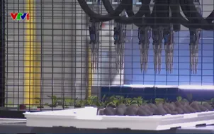 Singapore thúc đẩy trang trại thẳng đứng