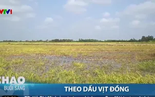 Theo dấu vịt đồng