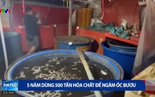 5 năm dùng 500 tấn hóa chất để ngâm ốc bươu
