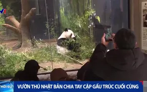 Vườn thú Nhật Bản chia tay cặp gấu trúc cuối cùng