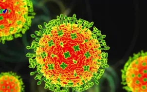 Cảnh báo dịch bệnh từ virus Nipah