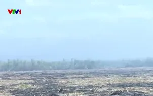 Thiệt hại vì cháy mía trong mùa khô