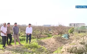Hoa đào mất mùa, người dân thất thu
