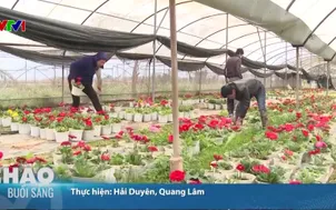 Thị trường hoa Tết khởi động sớm 