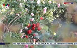 Kỳ vọng mùa hoa tết sau lũ