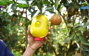 Ngày mới trên đồi cam sành