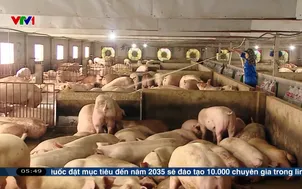 Ổn định giá thịt lợn khi nguyên liệu đầu vào tăng cao