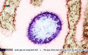 Nguy cơ lây lan virus Nipah tại Ấn Độ ở mức thấp 