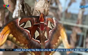 Ngày mới với công việc làm tranh từ bướm