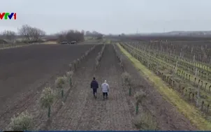 Biến đổi khí hậu mở đường cho cây ô liu