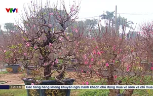 Làng đào Nhật Tân tấp nập vào Tết