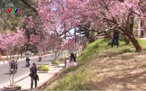 Mai anh đào nhuộm hồng phố núi