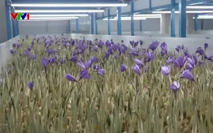 Trồng hoa nghệ tây trong nhà kính