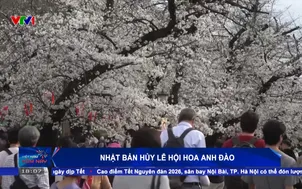 Nhật Bản hủy lễ hội hoa anh đào