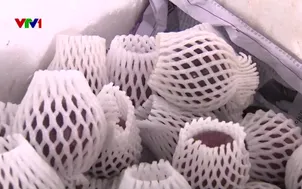 Sung túc nhờ vú sữa bơ hồng