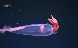 Phát hiện nhiều loài sinh vật biển mới