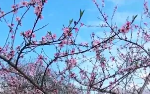 Sắc đào xuống phố - Sinh kế từ núi rừng