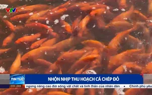 Nhộn nhịp thu hoạch cá chép đỏ