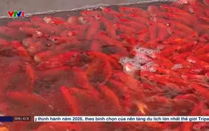 Sức mua giảm tại chợ cá chép đỏ lớn nhất Hà Nội