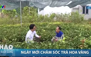 Ngày mới chăm sóc trà hoa vàng