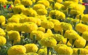 Hoa Tết bán sớm, nhà vườn yên tâm đón Tết