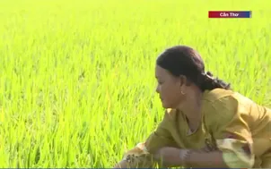 Thăm đồng đầu năm mới