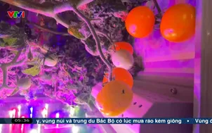 Trung Quốc: Thu hoạch cà chua trên trạm vũ trụ