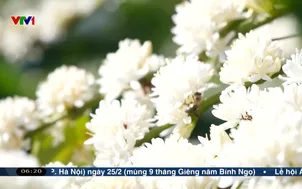 Du xuân trong mùa hoa cà phê