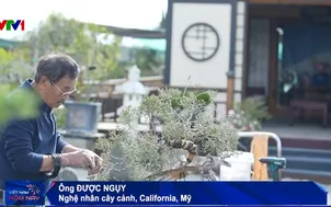 Gửi hồn xuân trong dáng cây