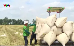 Từ hạt lúa xanh đến kinh tế tuần hoàn