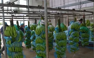 Xuất khẩu nông sản và niềm tin trong năm 2026