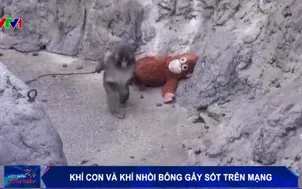 Khỉ con và khỉ nhồi bông gây sốt trên mạng