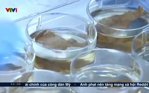 Thịt nuôi cấy từ bã men bia