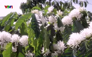 Đón mùa hoa cà phê để cho năng suất cao