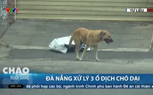 Đà Nẵng xử lý 3 ổ dịch chó dại