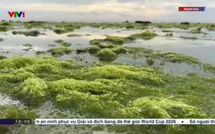 Đẹp lạ biển Phước Dinh mùa rong xanh