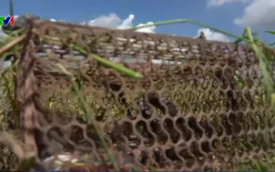 Miền Tây mùa bắt chuột đồng