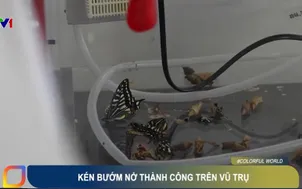 Kén bướm nở thành công trên vũ trụ