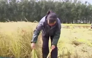 Phát hiện gen giúp tăng năng suất lúa