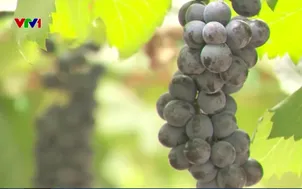 Hỗ trợ nông dân hướng tới sản xuất hàng hóa