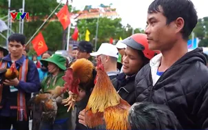 Độc đáo hội thi đua heo và "vua gà - hoa hậu gà" 