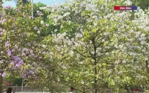 Điện Biên rực rỡ mùa hoa ban