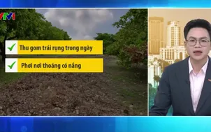 Bản tin thời tiết 5h30 - 11/3/2026